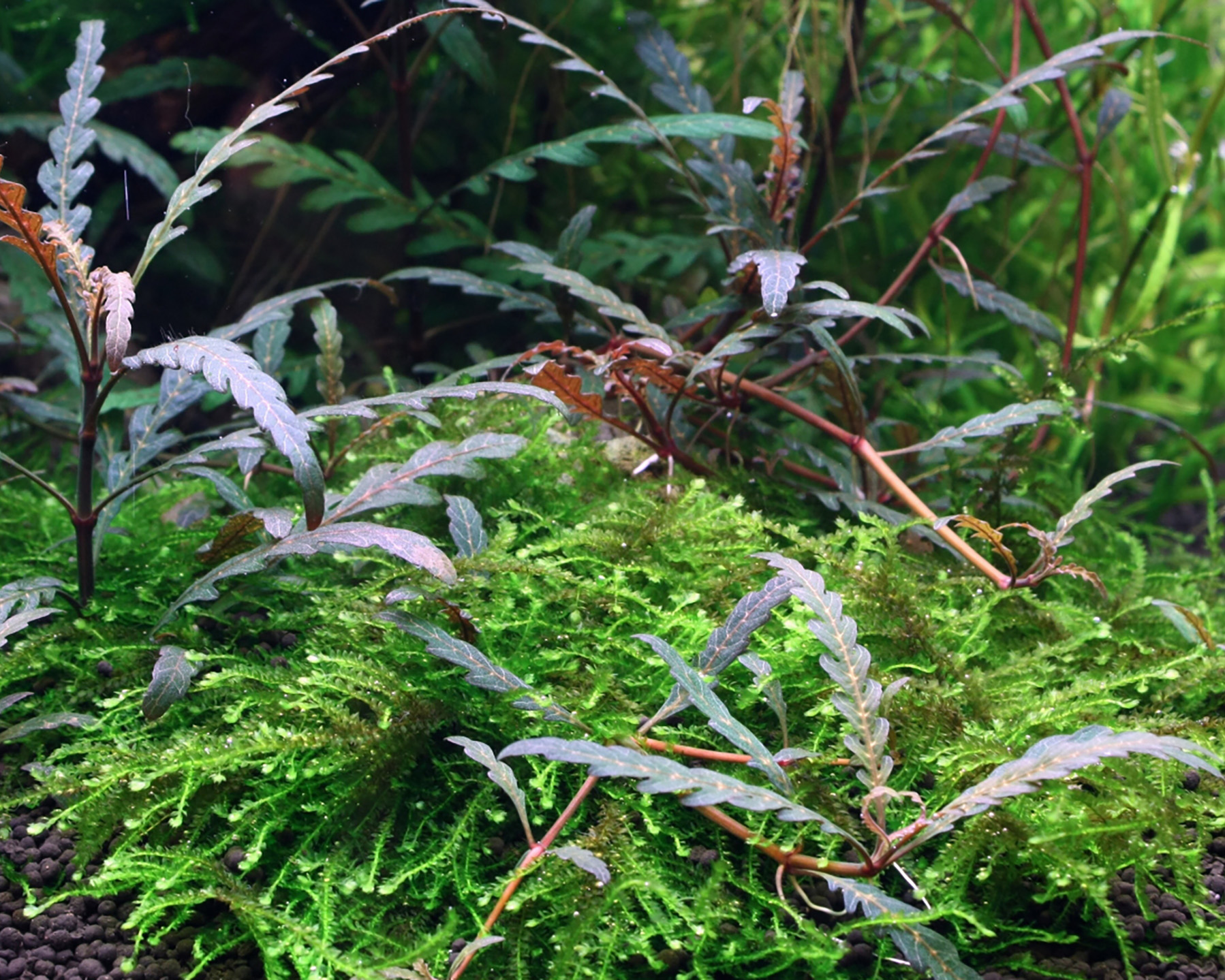Hygrophila pinnatifida